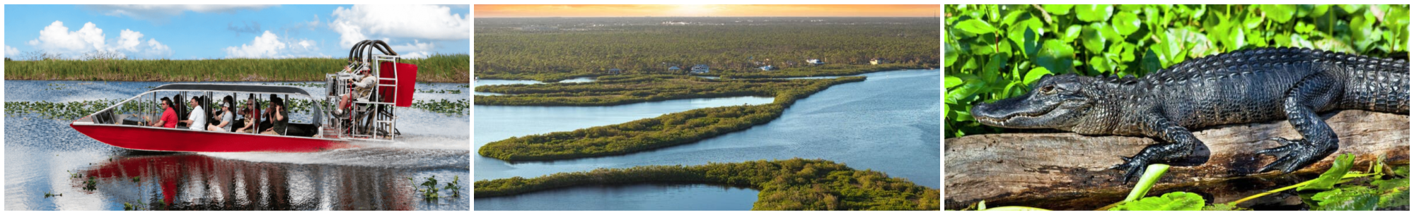 Airboat, wetland landscape, alligator in three separate images.
