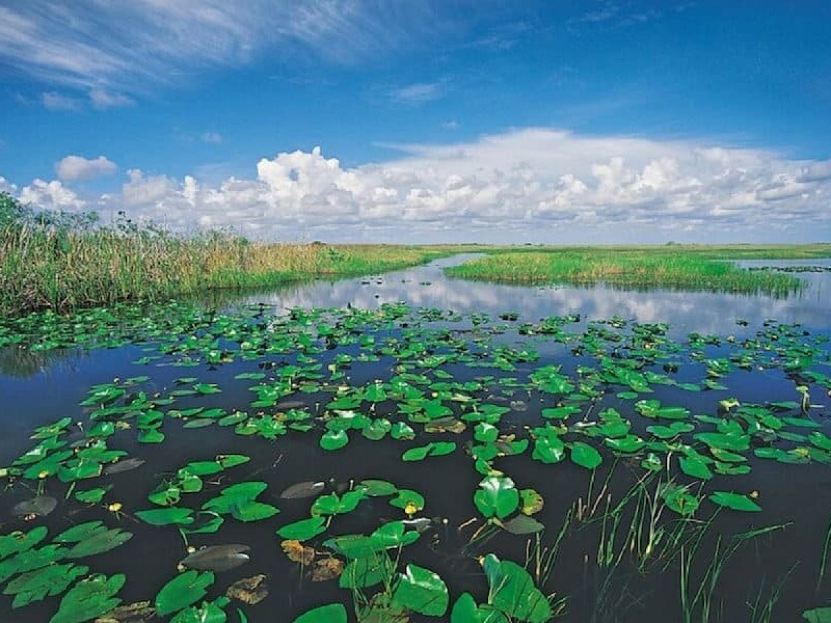 Lush wetland with lily pads, grasses, and a blue sky with clouds.