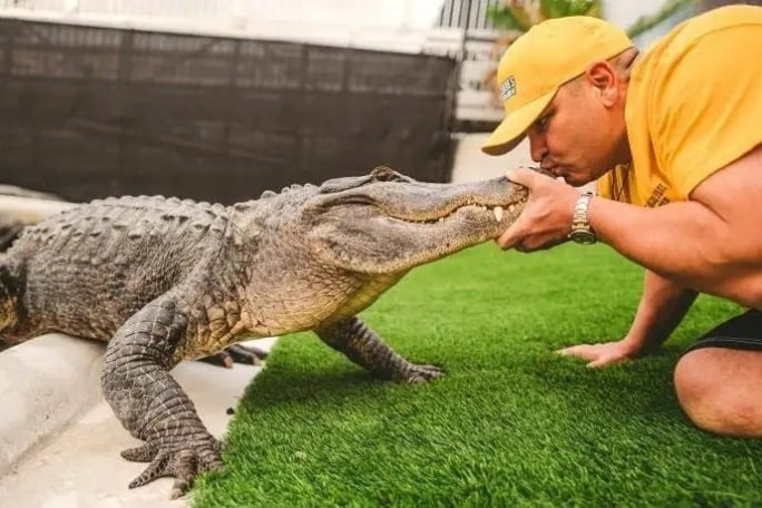 Man in yellow cap kisses alligator's snout on artificial grass.
