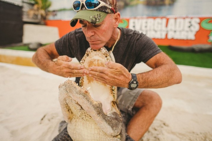 Person displays open mouth of large crocodile outdoors.