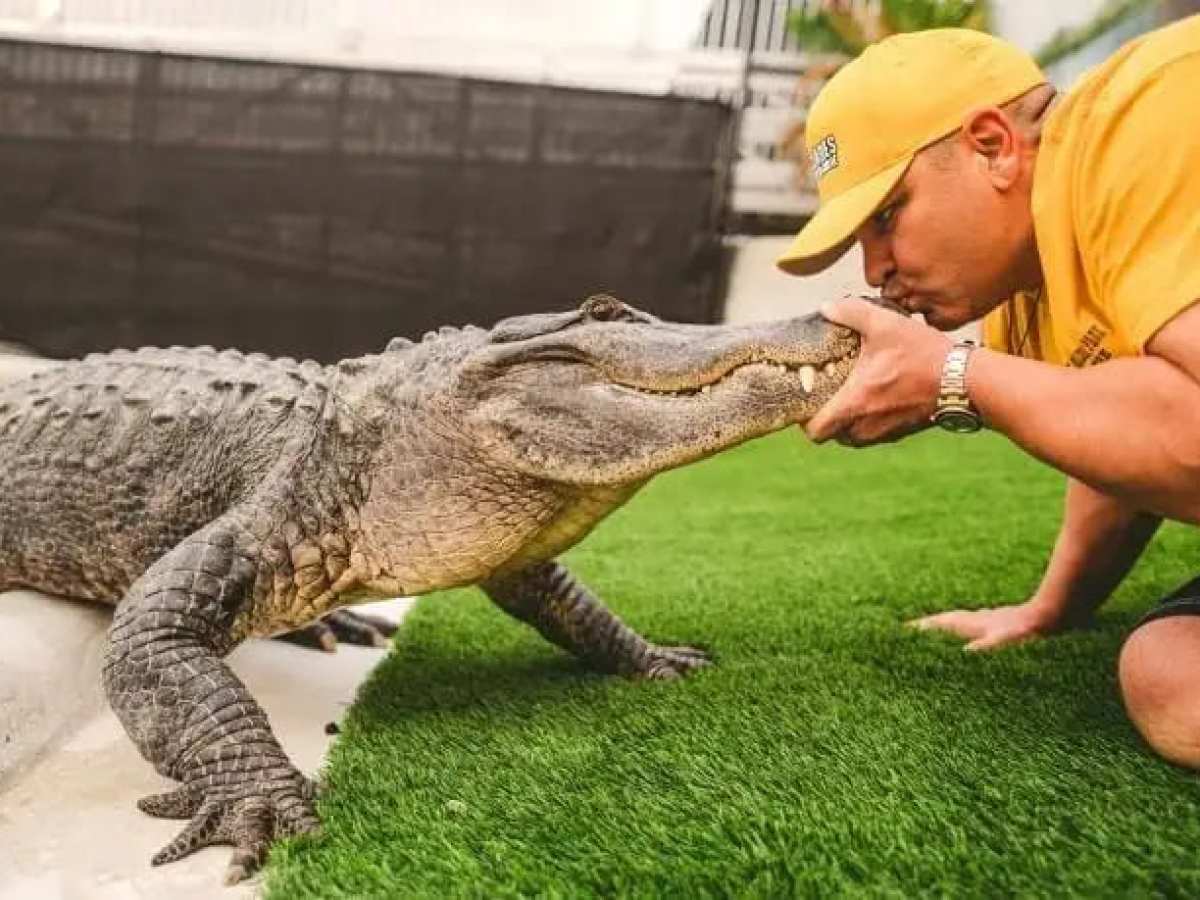 Man in yellow shirt kisses an alligator on grass.