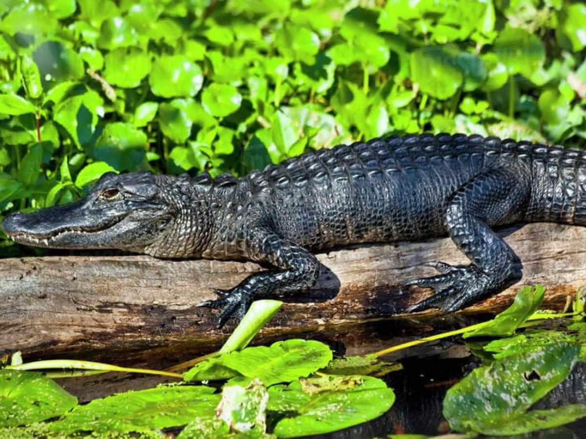 Alligator resting on a log surrounded by green leaves
