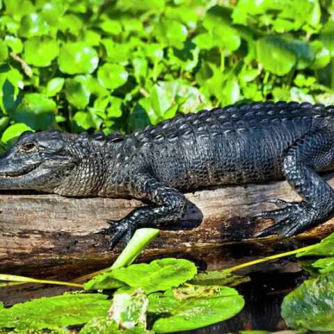 Alligator resting on a log surrounded by green leaves