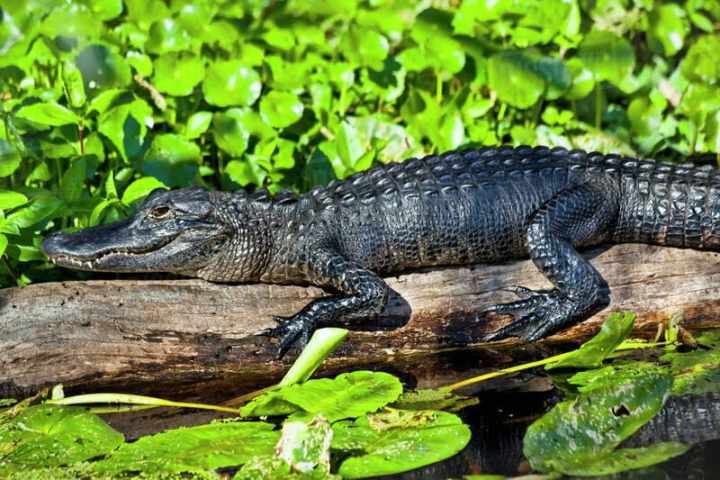 Alligator resting on a log surrounded by green leaves