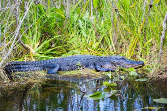 Alligator resting on grassy bank by water with green plants.