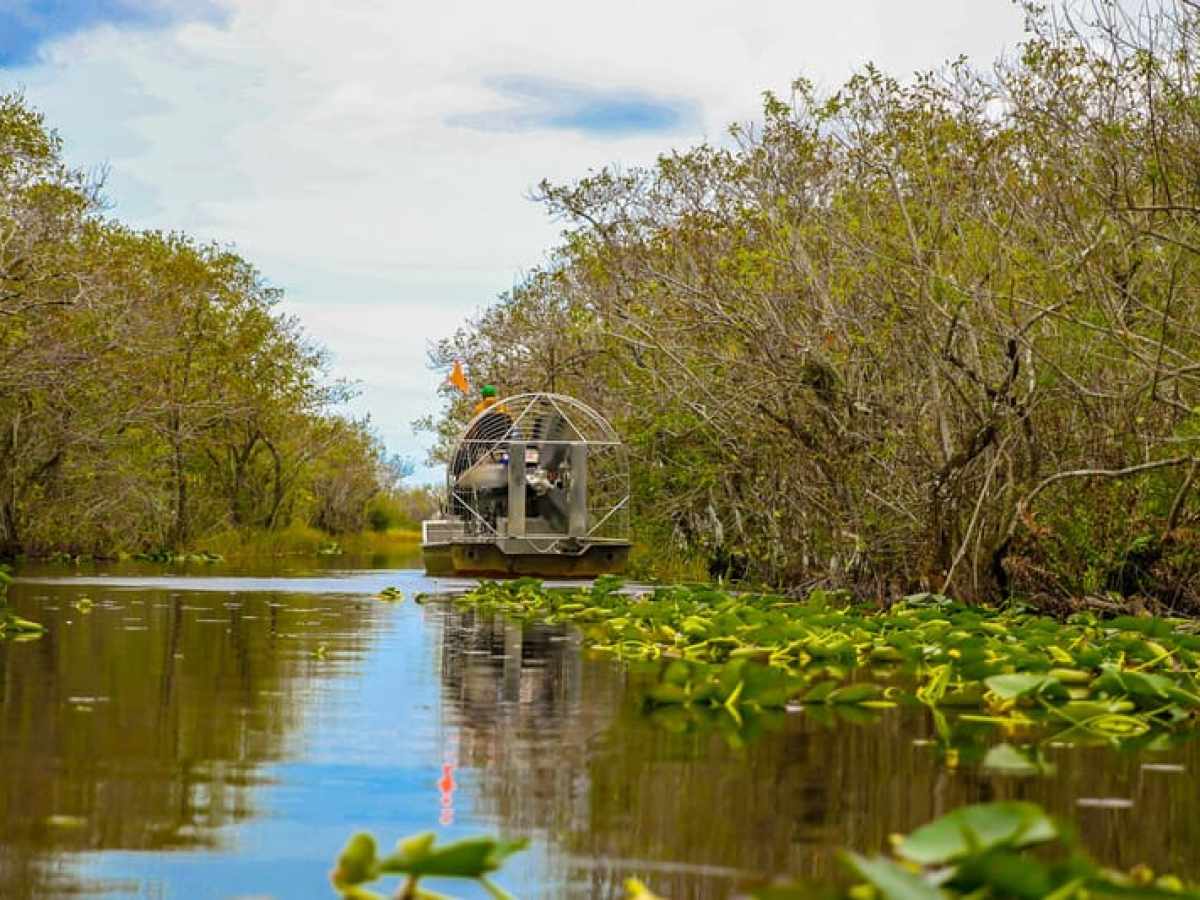 Airboat navigating through swampy water lined with trees and aquatic plants.