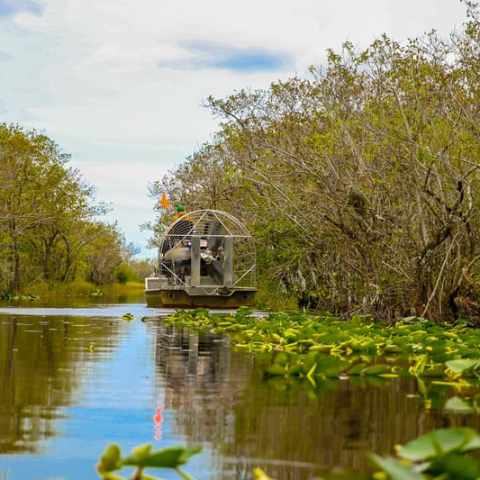 Airboat navigating through swampy water lined with trees and aquatic plants.